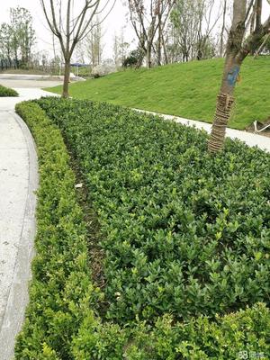 成都市政道路綠化,小區砍樹、修樹、除草、移栽樹