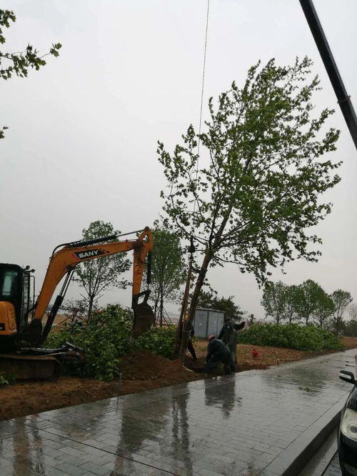 園林中心冒雨施工 加速推進城區綠化工程