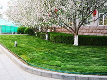 園林集團改造豐臺區政府院內園林綠化工程