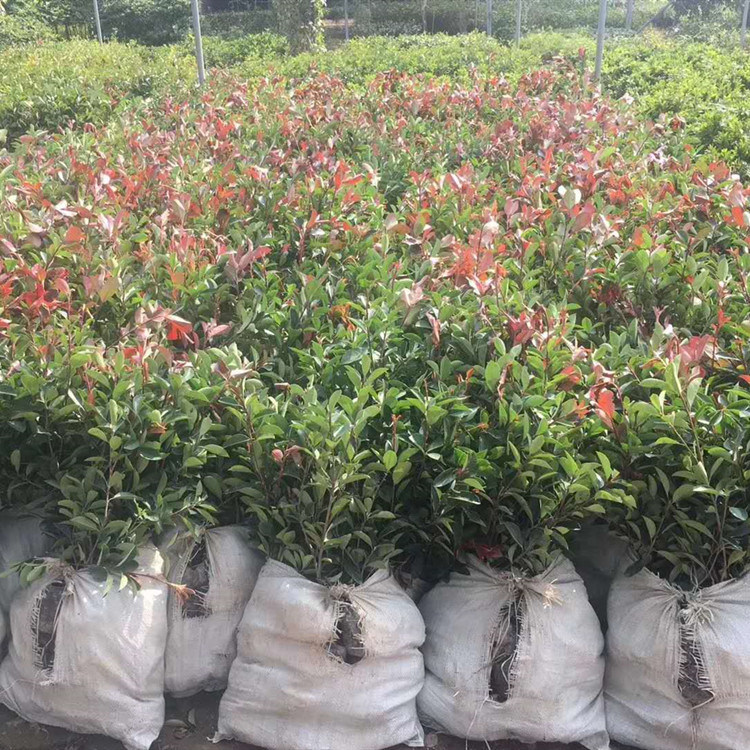 武漢?？祱@林 石楠樹苗 紅葉石楠樹苗木工地小區(qū)籬笆綠化100盆