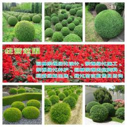 小葉女貞造型盆景樹(shù)樁灌木球小區(qū)學(xué)校廠區(qū)別墅酒店工程園林景觀綠化設(shè)計(jì)施工