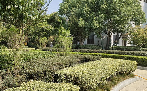 綠化養(yǎng)護(hù)找哪家 售后無(wú)憂