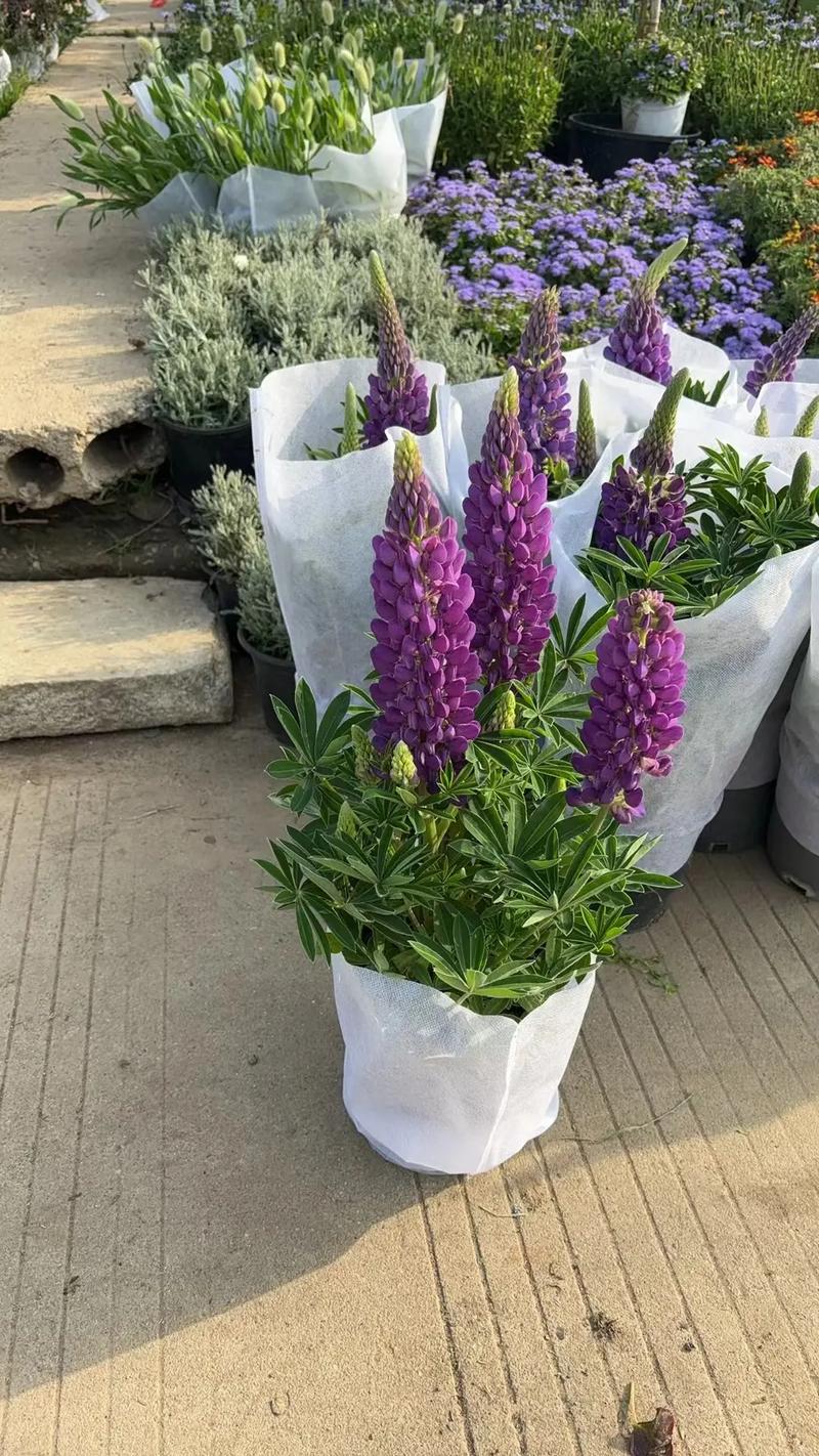 園林綠化工程苗木人 #全網(wǎng)搜索苗木有緣人 廠房綠化設(shè)計(jì)施工