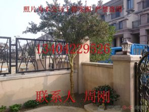 蘇州園林綠化 從設計、施工到養護的古典與現代融合之道