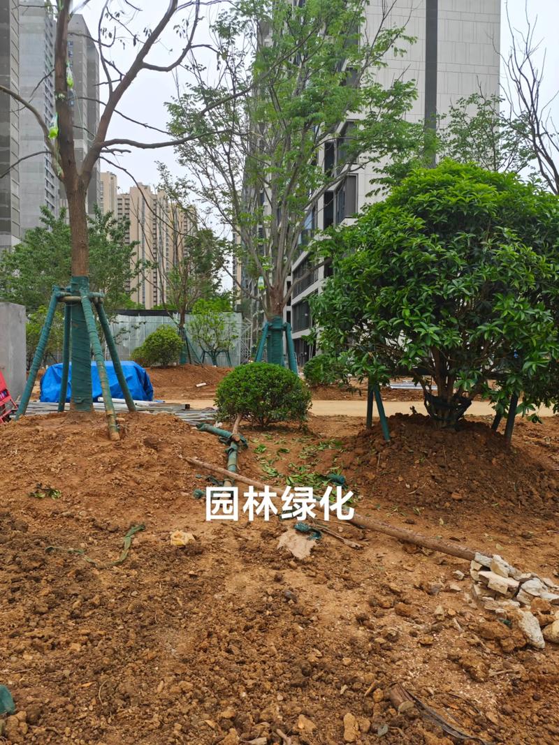 光谷中央公園體育場地設施工程建設提速，綠色生態與全民健身協同發展